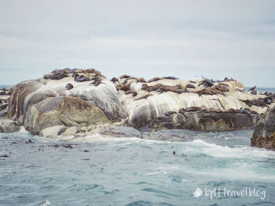 Cape fur seals on Duiker Island, Cape Town.